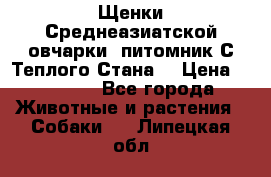 Щенки Среднеазиатской овчарки (питомник С Теплого Стана) › Цена ­ 20 000 - Все города Животные и растения » Собаки   . Липецкая обл.